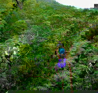 Tamborine Mountain Daily Service Treetop Challenge and Thunderbird Park - Accommodation Resorts