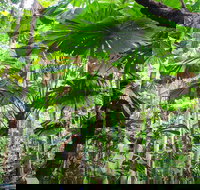 Cape Tribulation Daintree Rainforest and Wildlife Tour - Accommodation Resorts