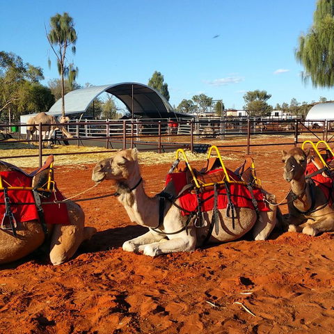 Uluru Small-Group Tour By Camel At Sunrise Or Sunset - Accommodation Resorts 15