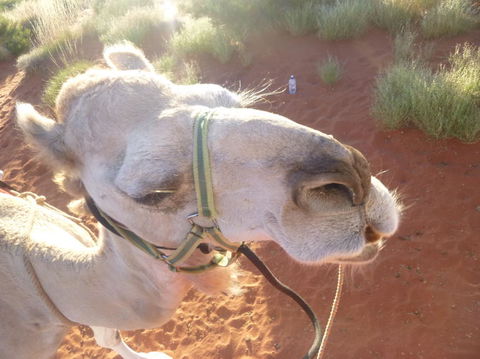 Uluru Small-Group Tour By Camel At Sunrise Or Sunset - Accommodation Resorts 10