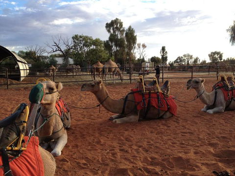 Uluru Small-Group Tour By Camel At Sunrise Or Sunset - Accommodation Resorts 24