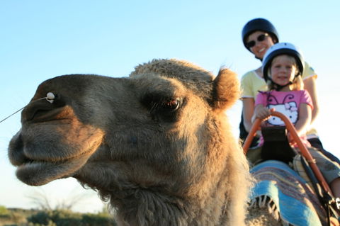 Uluru Small-Group Tour By Camel At Sunrise Or Sunset - Accommodation Resorts 3