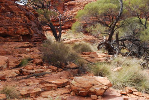 Kings Canyon Day Trip From Ayers Rock - Accommodation Resorts 24