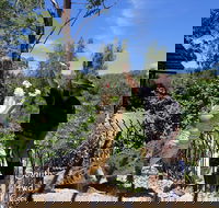 Private Shoalhaven Zoo Experience from Sydney - Accommodation Resorts
