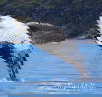 Whale Watching Jervis Bay - Accommodation Resorts