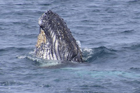 Jervis Bay Whale Watching Tour - Accommodation Resorts 1