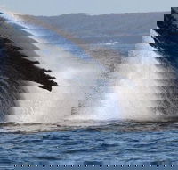 Jervis Bay Whale Watching Tour - Accommodation Resorts