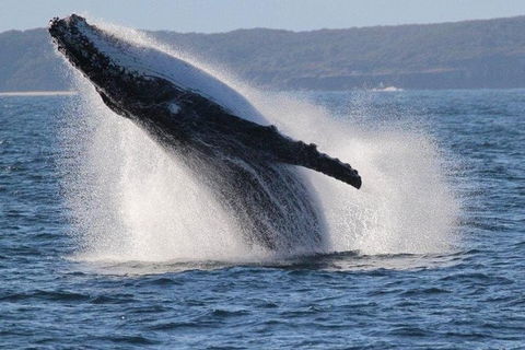 Jervis Bay Whale Watching Tour - Accommodation Resorts 0