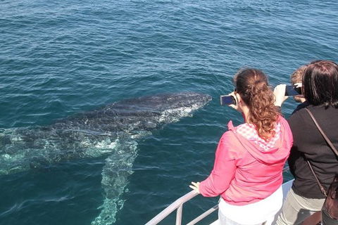 Jervis Bay Whale Watching Tour - Accommodation Resorts 9
