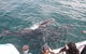 Jervis Bay Whale Watching Tour - thumb 12