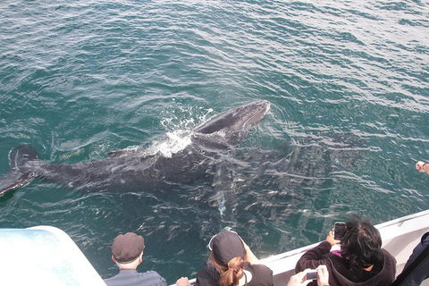 Jervis Bay Whale Watching Tour - Accommodation Resorts 12