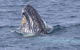 Jervis Bay Whale Watching Tour - thumb 4