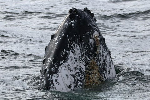 Jervis Bay Whale Watching Tour - Accommodation Resorts 7