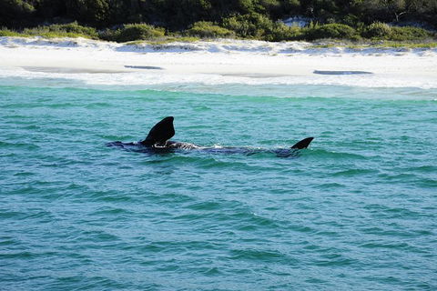 Jervis Bay Whale Watching Tour - Accommodation Resorts 5