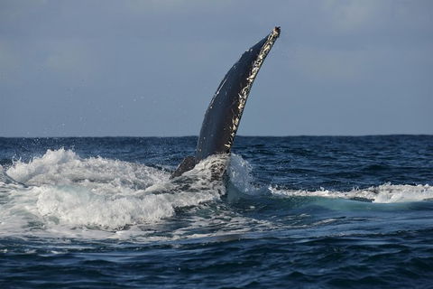 Jervis Bay Whale Watching Tour - Accommodation Resorts 8