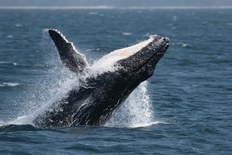 Jervis Bay Whale Watching Tour - Accommodation Resorts 10