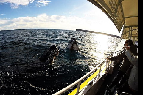 Jervis Bay Whale Watching Tour - Accommodation Resorts 3