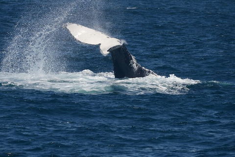 Jervis Bay Whale Watching Tour - Accommodation Resorts 11
