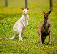 Bordertown Wildlife Park - Accommodation Resorts