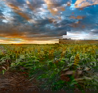 Capella - Accommodation Resorts