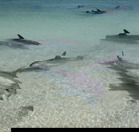 Dolphins of Monkey Mia - Accommodation Resorts