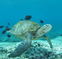 Flinders Reef Dive Site - Accommodation Resorts