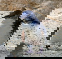 Granite Island Nature Park - Guided Penguin Tours - Accommodation Resorts