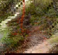 Great North walk - Brisbane Water National Park - Accommodation Resorts