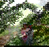 Harben Vale Pick Your Own Cherries - Accommodation Resorts