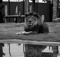 Hunter Valley Zoo - Accommodation Resorts