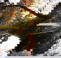 Jamieson Significant Trees - Accommodation Resorts