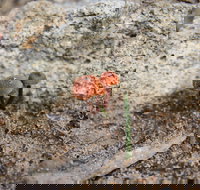 Moorooduc Quarry Walk  Stairs Circuit - Accommodation Resorts