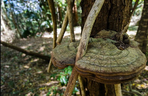 Mount Keira Ring Track - Accommodation Resorts 0