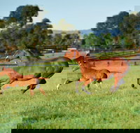 Scone - Accommodation Resorts