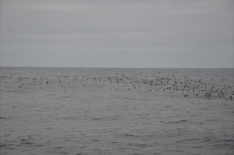 Settlement Point Viewing Platform - Accommodation Resorts 1