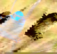 Shepherds Bush - Accommodation Resorts