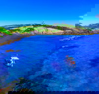 Snorkelling Montague Island - Accommodation Resorts