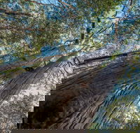 Wallumatta Nature Reserve - Accommodation Resorts