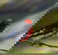 Weddin Bird Trails - Accommodation Resorts