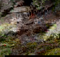 Wildlife Wonders - Accommodation Resorts