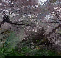 Wildwood Garden - Accommodation Resorts