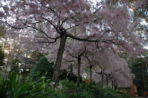 Wildwood Garden - Accommodation Resorts 0