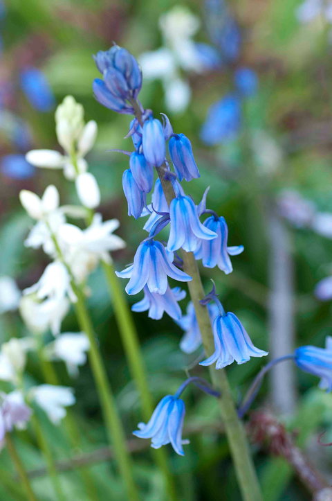 Wildwood Garden - Accommodation Resorts 1