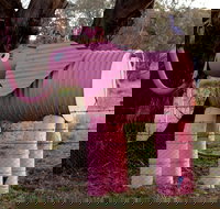 Animals on Bikes - Accommodation Resorts