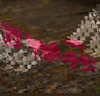 Belgrave - Accommodation Resorts