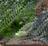 Blue Gum loop trail - Accommodation Resorts