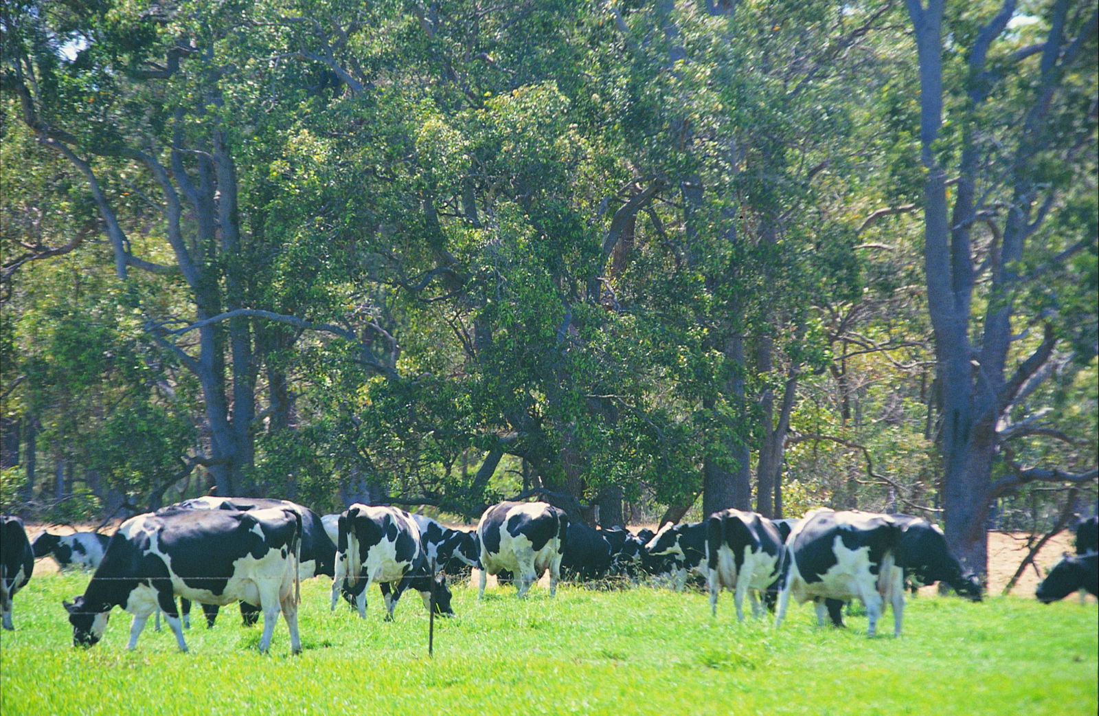 North Boyanup WA Accommodation Resorts