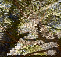 Byarong Park Picnic Area - Accommodation Resorts