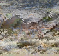 Canning Stock Route - Accommodation Resorts