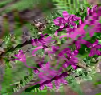 Cassinia Walking Track - Accommodation Resorts